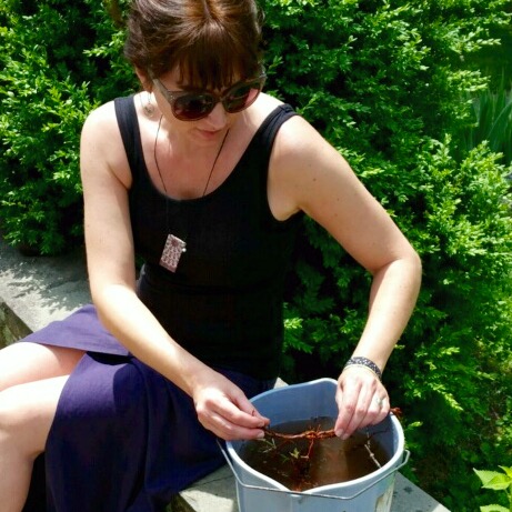 This month, my Sheep to Shawl class made dye pots with a variety of plants from the dye garden at Fiber Craft Studio. Here I am cleaning and breaking up madder root for a dye bath.