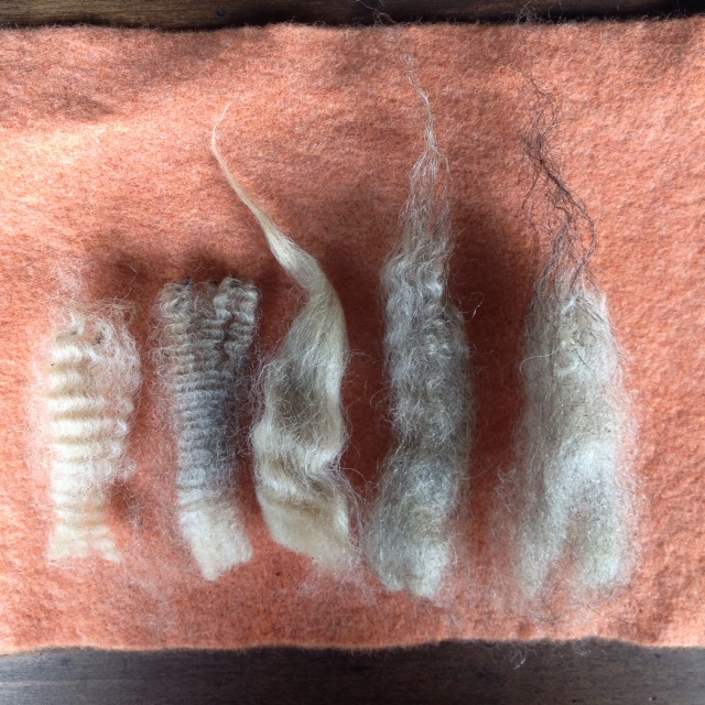 Raw locks of Eloise from 10.9 oz. of unwashed fleece. I note characteristics of musket (left) and emsket (second from left).