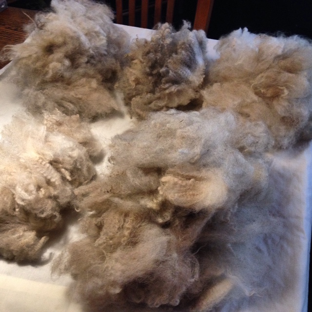 Piles of fleece after stapling (sorting locks by staple length and other similar features.)