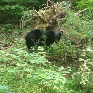 adult Black Bear near  Delaware River
