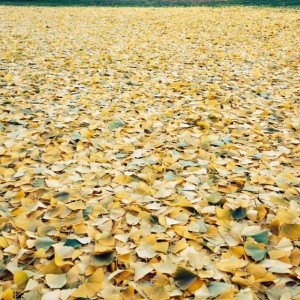 ginkgo