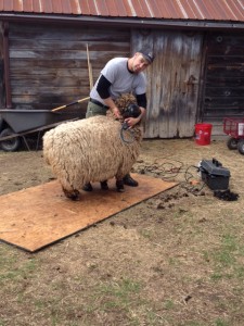 "There's a sheep under here somewhere," said Joe the shearer, before he began shearing the fleece of this Romney. 