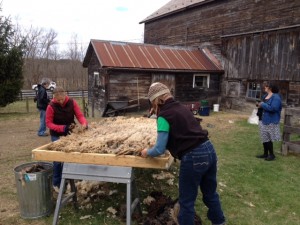 The initial work of skirting the fleece is completed immediately after shearing.