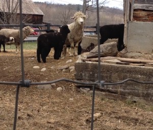 The idyllic barn yard at Ensign Brook Farm.