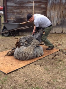 Not only does a shearer need to handle the sheep, he needs to manipulate the fleece as he works to keep it on one piece.