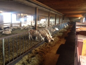 Contented sheep munching at Dancing Ewe Farm.