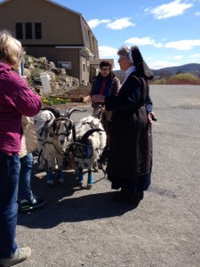 Goats are harnessed to a cart. Each can pull up to one and a half times its weight.