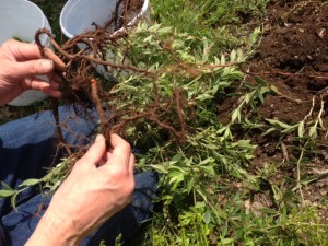 the roots of the madder plant provide a range of color from pink to red