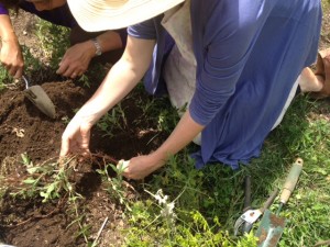 harvesting madder