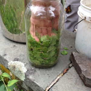 indigo leaves are shredded and packed into a 2-quart jar