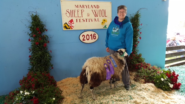 Jan of Fair Winds Farm with her award-winning Finnsheep.