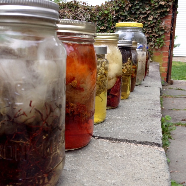 Sun-dye jars with yarn and fiber. These will take a week to mature.