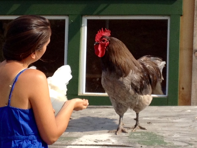 Jessie and her beautifully well-mannered Blue Orpington rooster, Gabby