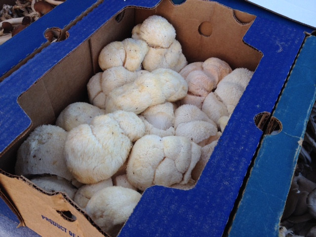 Here is the Lion's Mane mushroom. Can't wait to cook with it this week.