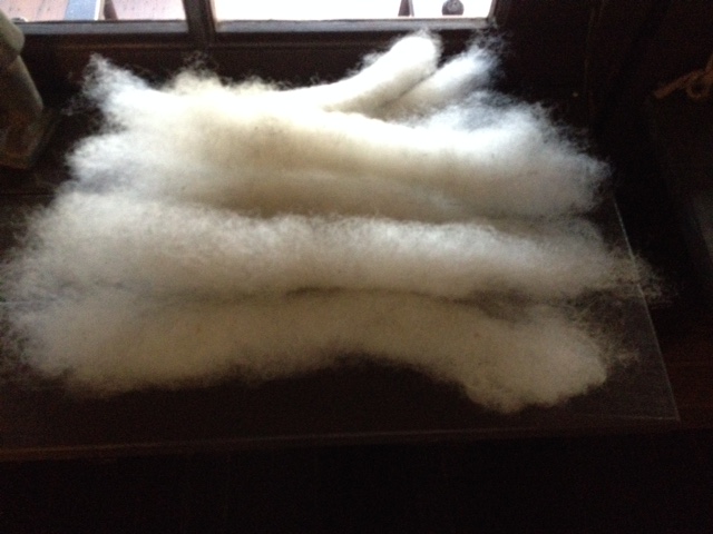 Sample fleece scoured and carded into rolags for spinning.