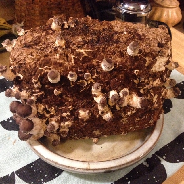 I purchased this shiitake "log" on Sunday and began harvesting on Friday.