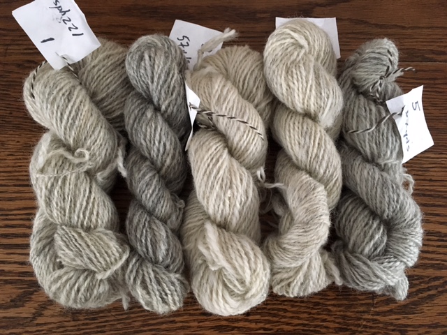 The snow day was the perfect opportunity to ply all spindle-spun singles of Shetland. Look at the beautiful array of color from one fleece.
